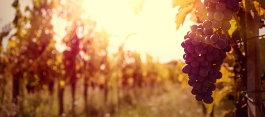 Aussie Wine Month returns