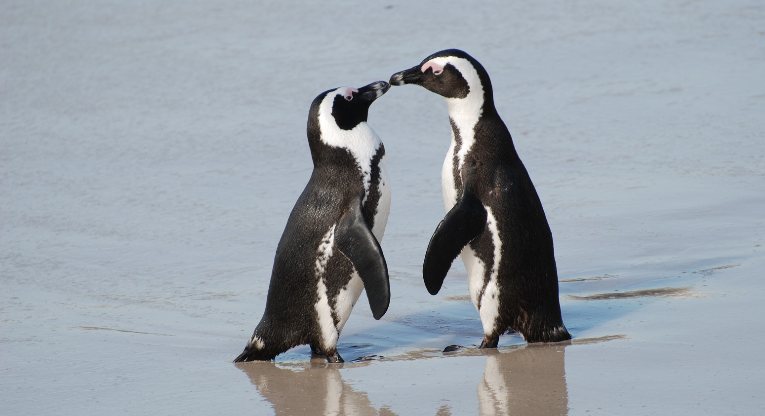 Image result for images of homosexual penguins