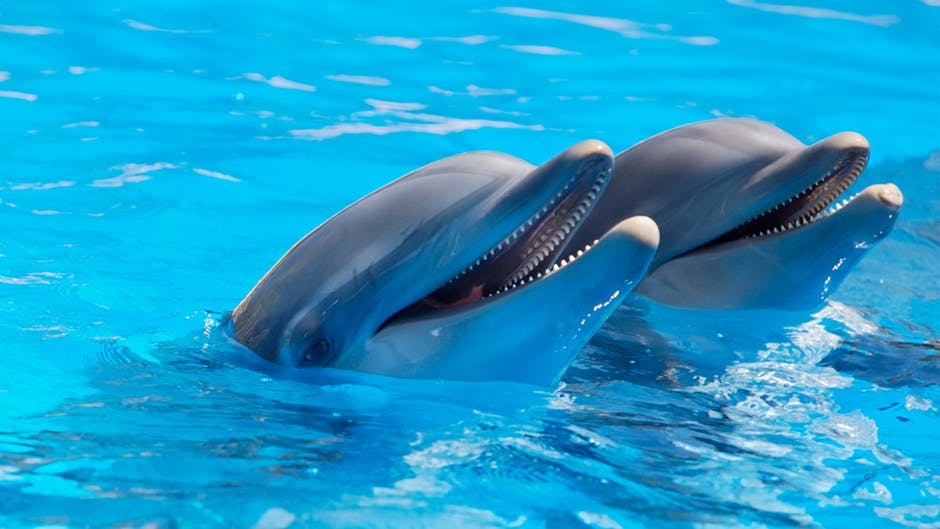 Large group of bisexual dolphins off WA coast