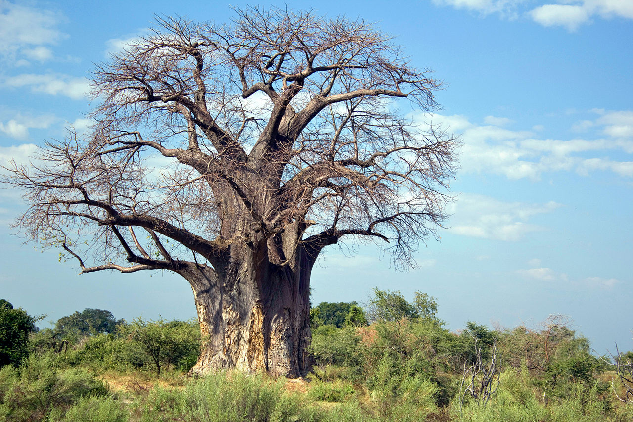 Botswana to appeal decriminalisation of gay sex