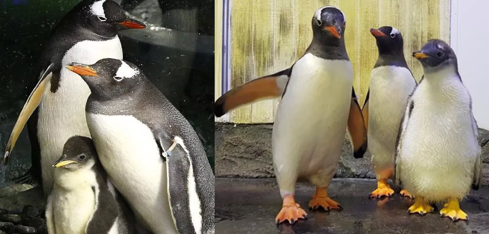Australia’s Famous Gay Penguin Couple To Feature In NSW School Syllabus