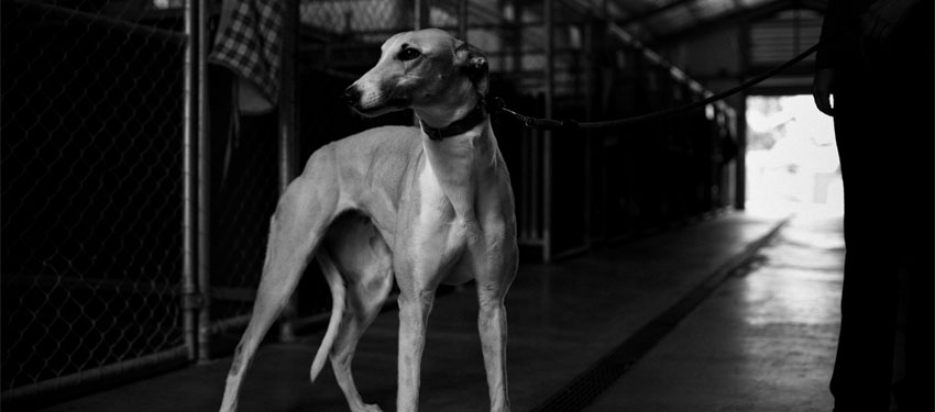 Greyhound the perfect pet for modern families