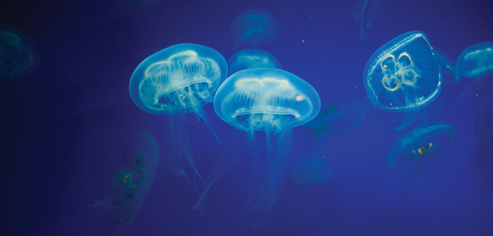 A Jellyfish Daydream