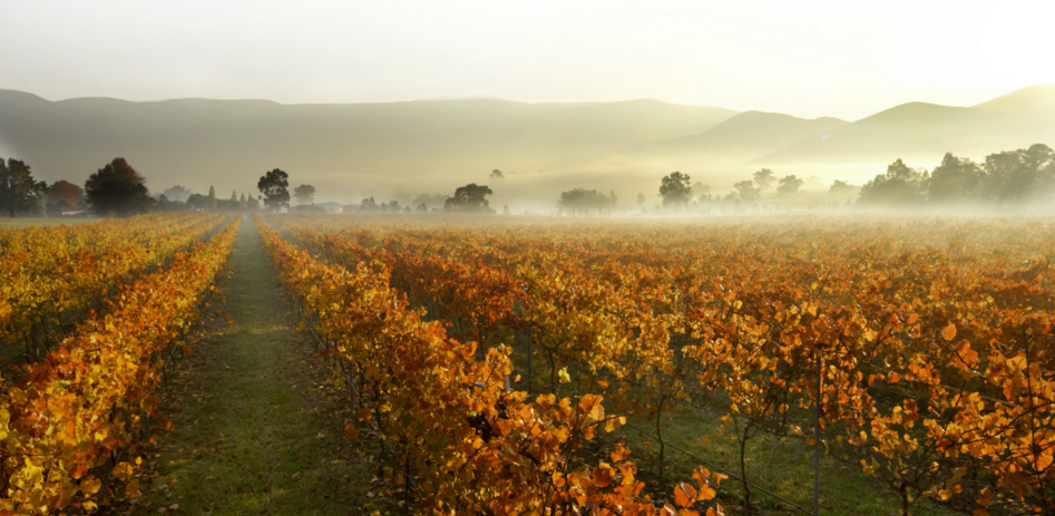 The experience of a lifetime in Victoria’s Yarra Valley wine country