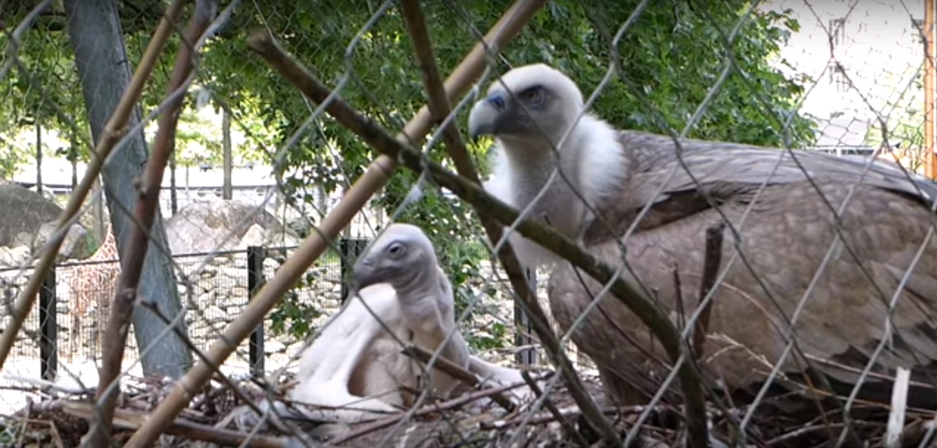 Gay vultures raising adopted baby