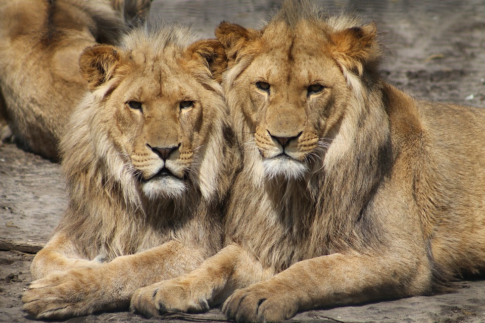 Two male lions were mating in a wildlife park and the photo has gone viral
