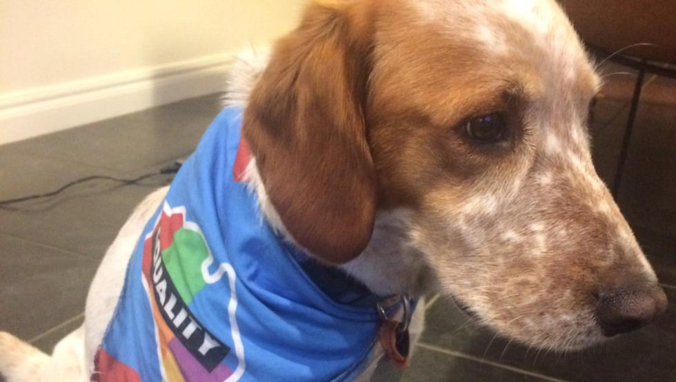 Dog wearing equality bandana allegedly kicked at by ‘no’ voter