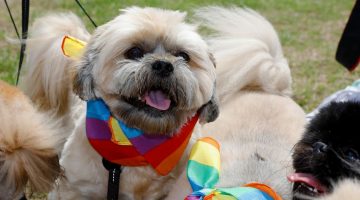dogs equality rainbow