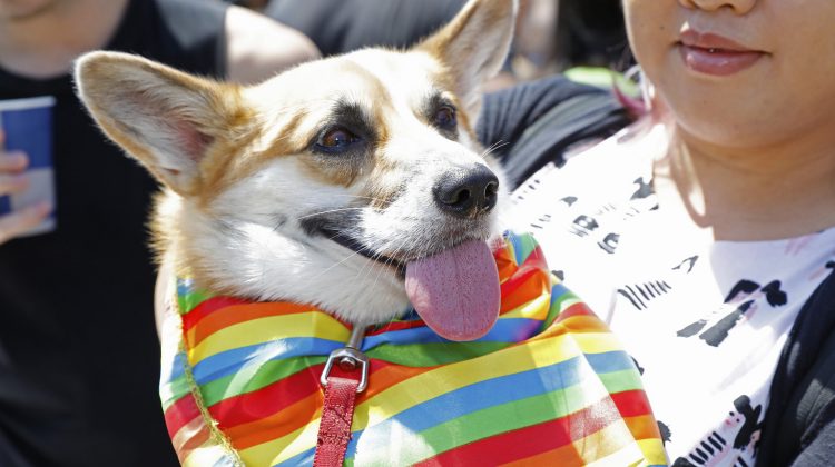 border pride fair day mardi gras dog