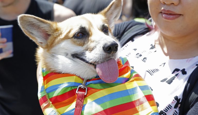 border pride fair day mardi gras dog