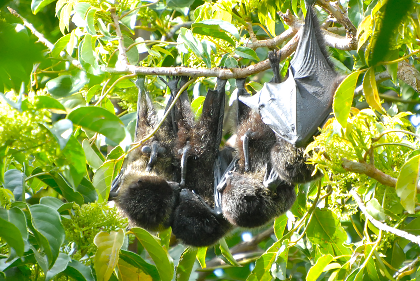 Turns out flying foxes have polyamorous bisexual orgies for hours