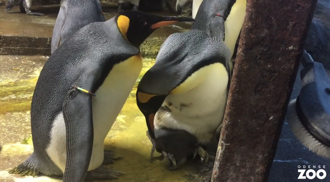Gay penguin couple steals chick from ‘neglectful’ parents