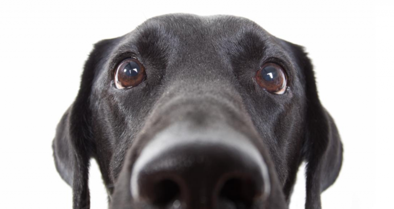 depression mental health black dog