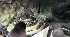 sydney aquarium same-sex penguins sphen magic