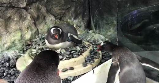 Sydney aquarium gets its first ever gay penguin couple