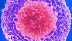 virus t cells htlv-1