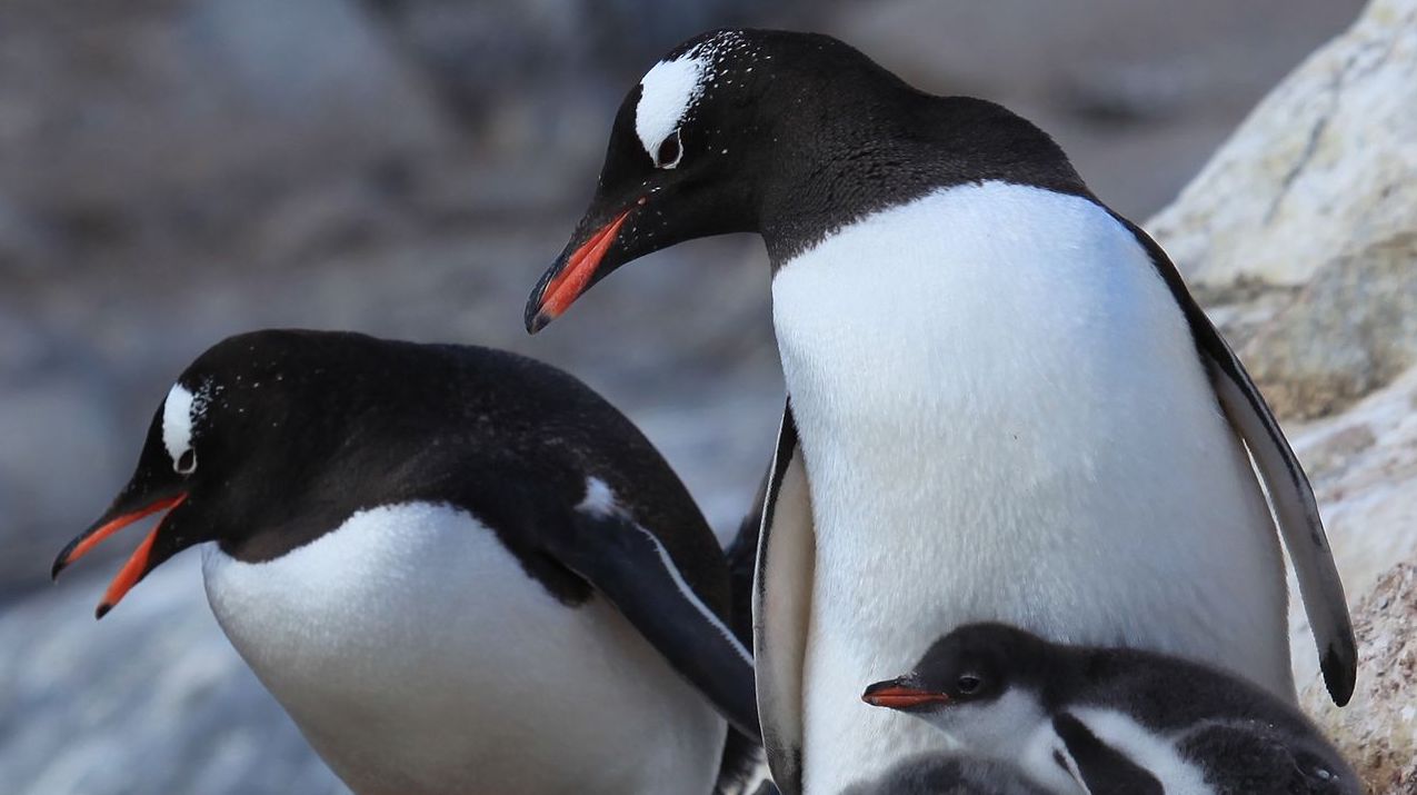 Sydney’s gay penguin couple have adopted another egg together