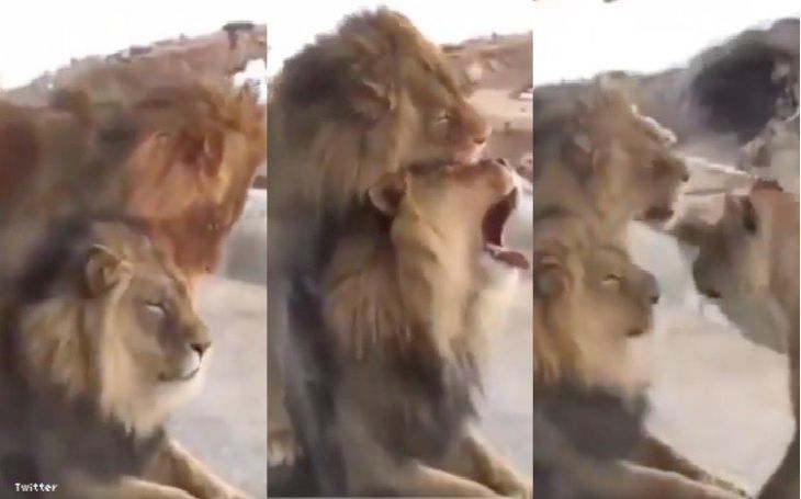 This video of male lions having sex in a zoo has broken the internet