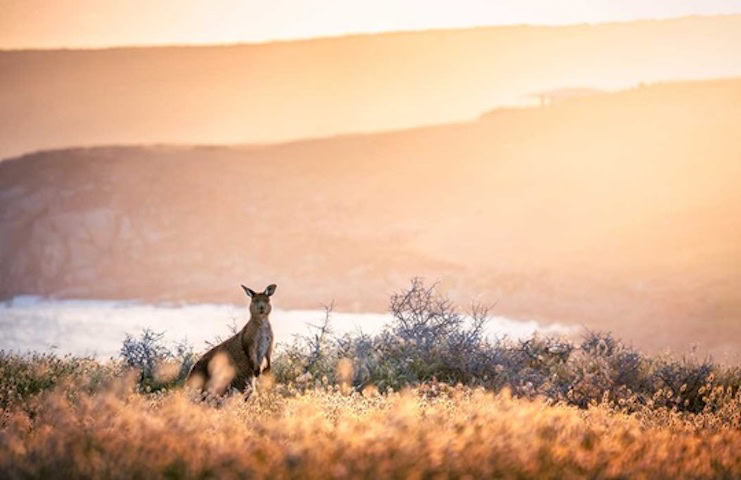 How your pink dollar can help bushfire recovery