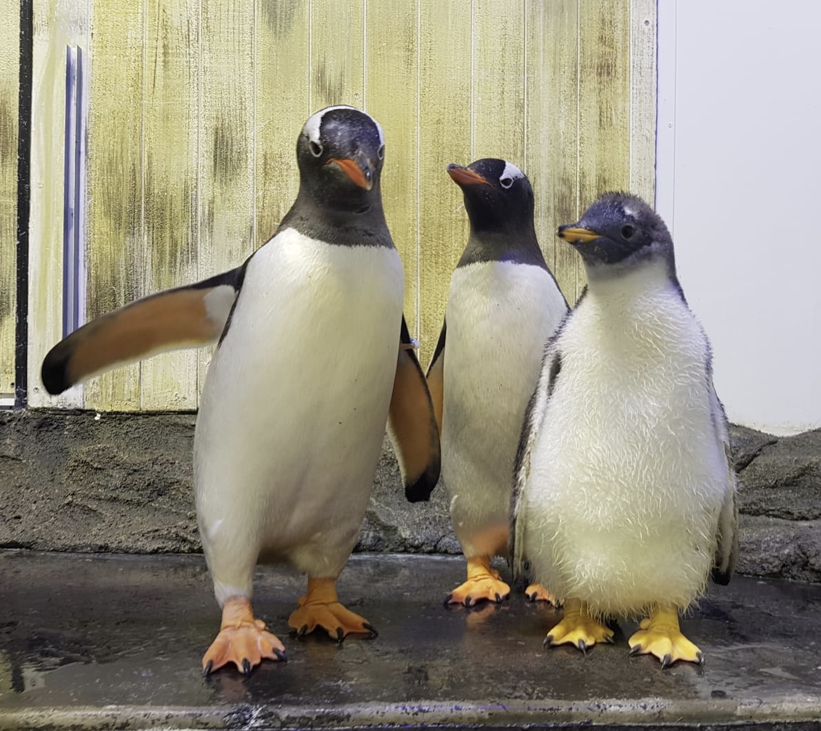 Sydney’s Gay Penguin Power Couple Get Their Own Show (Sort Of)