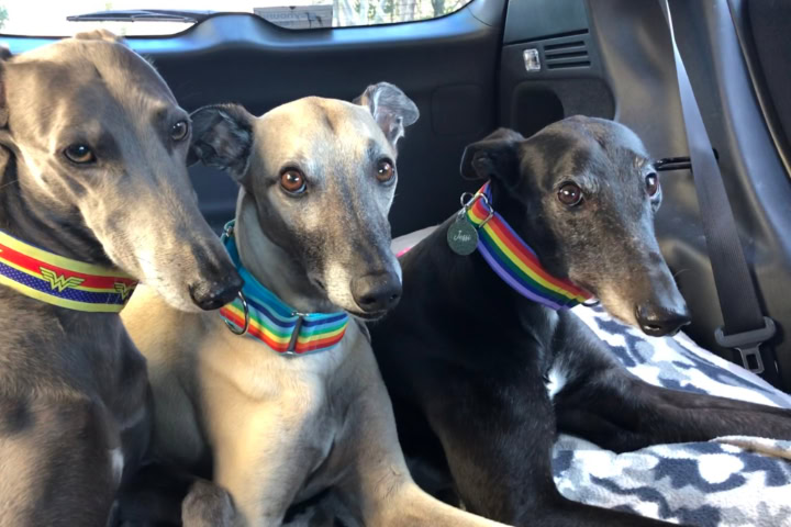 Greyhound Rescue Volunteers Win Award