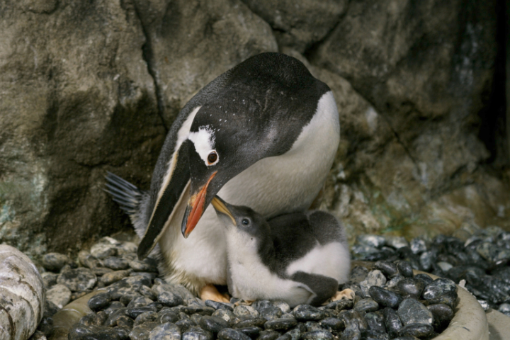 Sydney’s Gay Penguin Couple Become Dads A Second time