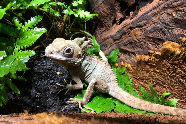 Melbourne Aquarium Witnesses Rare Reptile Gender Transition