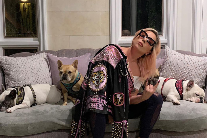 Lady Gaga’s Dog Walker Shot & Dogs Stolen
