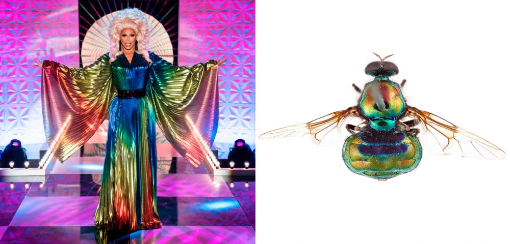RuPaul Makes Emmy History And Has A Bug Named After Him