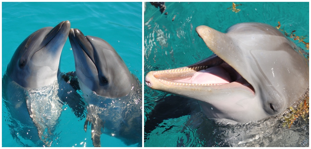 The Flippin’ Fun Dolphins Have With Their Clitorises thumbnail