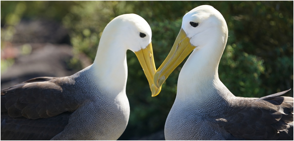 Gay Albatrosses Find Lifelong Partnership In David Attenborough Documentary