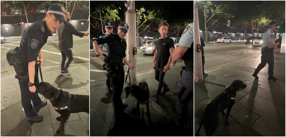 What Are Your Rights If A Police Sniffer Dog Stops You During Sydney WorldPride