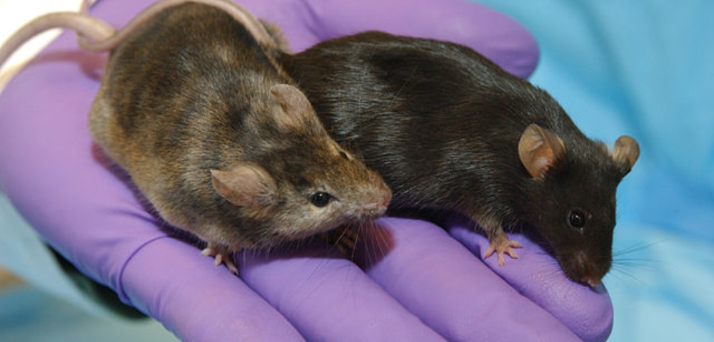 Scientists Have Created Mice With Two Fathers After Using Egg From Male Cells
