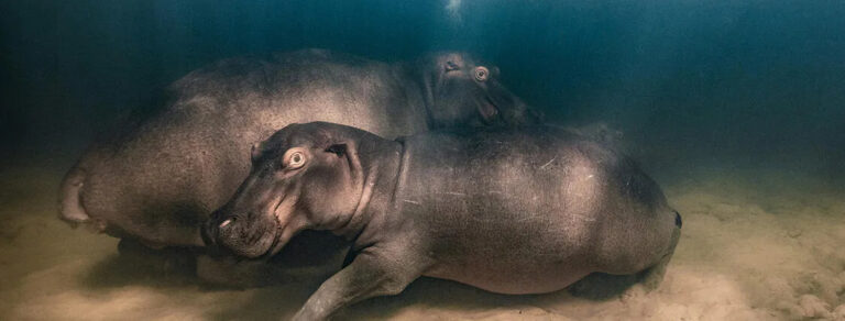 ANMM wildlife photo 53 mike korostelev copy copy 768x292