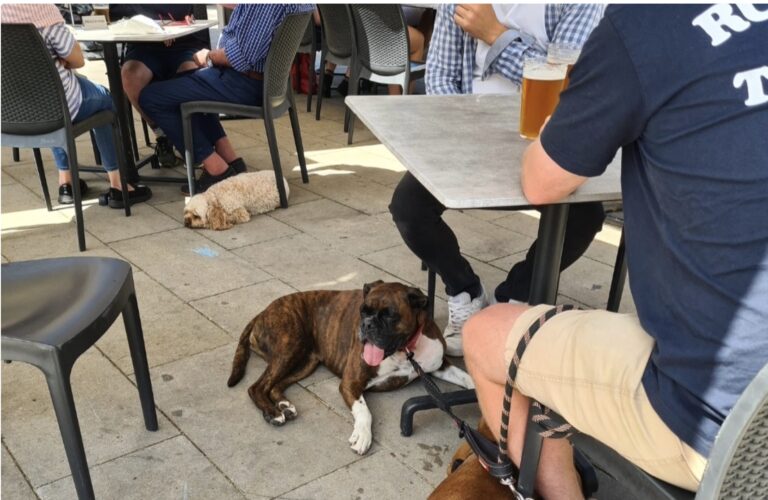 pyrmont point dog courtyrd 768x500