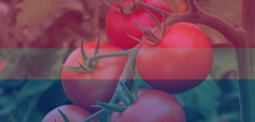 Helen Mirren Outs Tomatoes As Bisexual, and She’s Kind Of Right