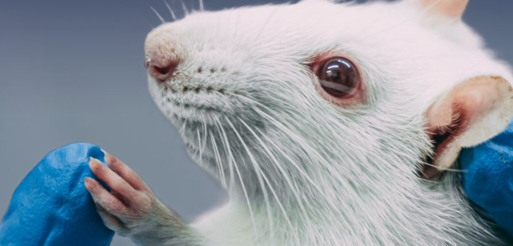 US Congresswoman Nancy Mace Introduces ‘Trans Mice’ Act
